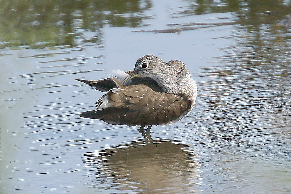 Green Sandpiper by Mick Dryden