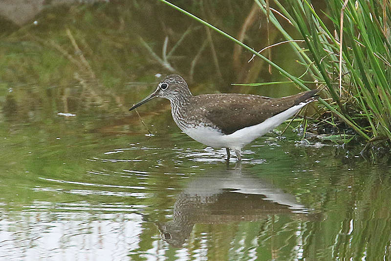 Green Sandpiper by Mick Dryden