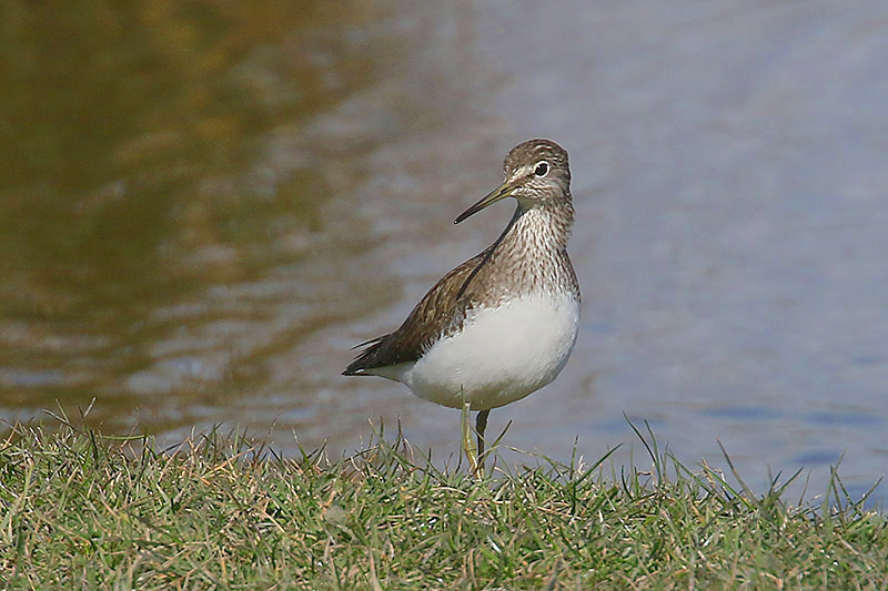 Green Sandpiper by Mick Dryden