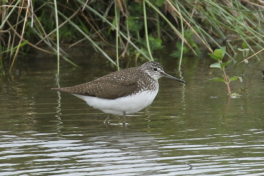 Green Sandpiper by Mick Dryden
