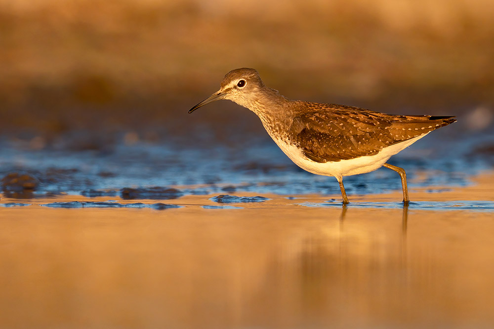 Green Sandpiper by Romano da Costa