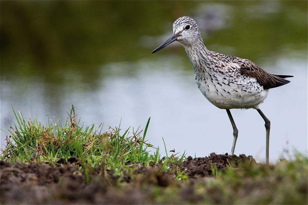 Greenshank Romano da Costa