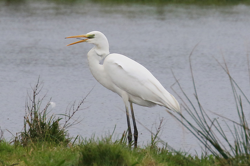 Great White Egret by Mick Dryden