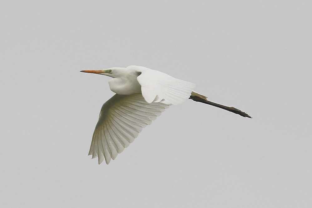 Great White Egret by Mick Dryden