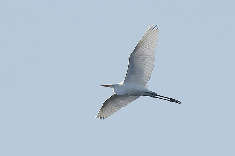 Great White Egret by Mick Dryden