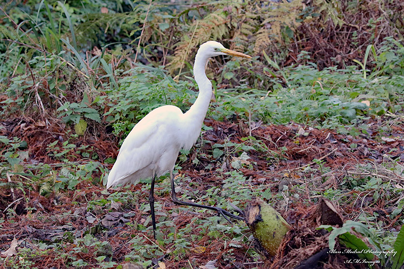 Great White Egret by Alan Modral