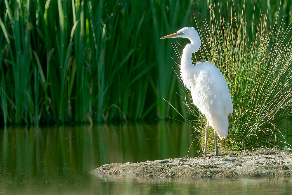Great White Egret by Romano da Costa