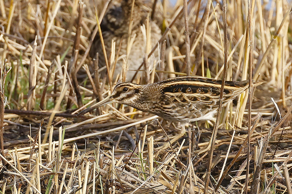 Jack Snipe by Mick Dryden