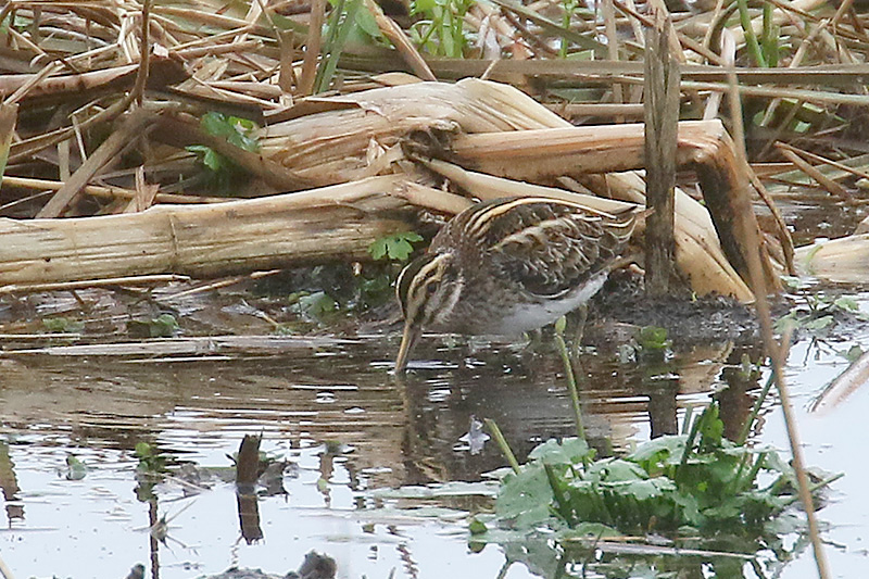 Jack Snipe by Mick Dryden