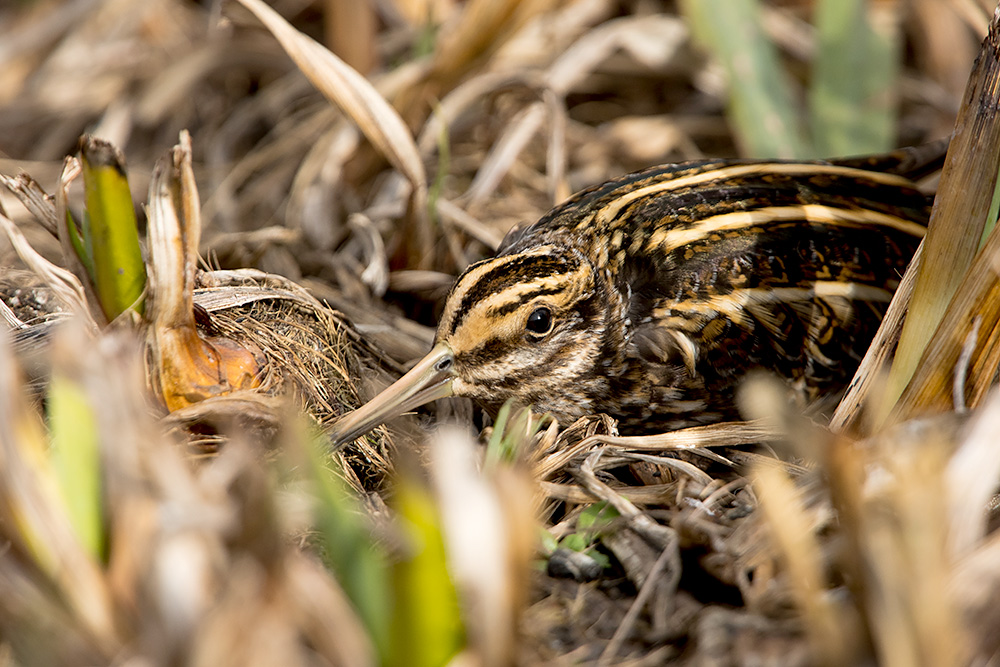 Jack Snipe by Romano da Costa