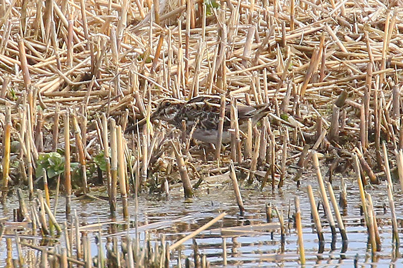 Jack Snipe by Mick Dryden