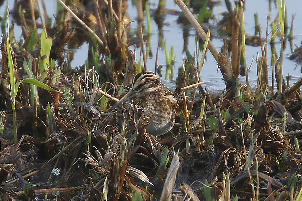 Jack Snipe by Mick Dryden