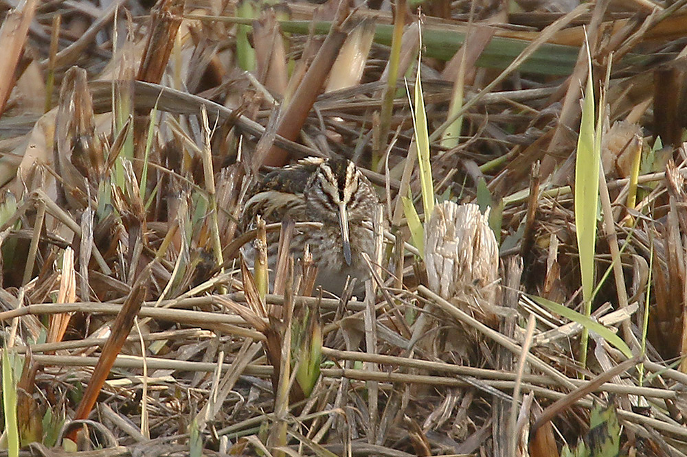 Jack Snipe by Mick Dryden