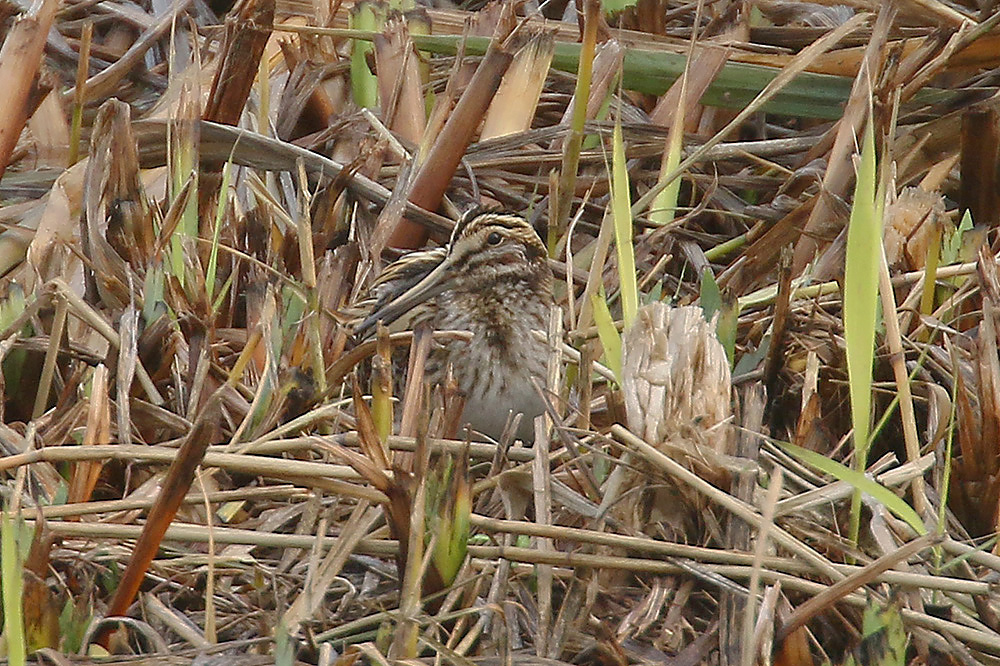 Jack Snipe by Mick Dryden