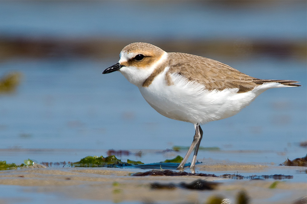 Kentish Plover by Romano da Costa