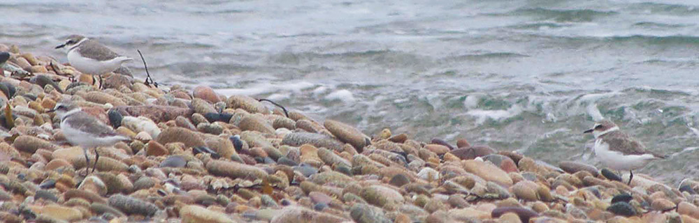 Kentish Plovers by Nick Jouault
