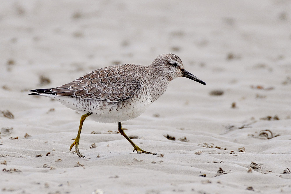 Knot by Alan Gicquel