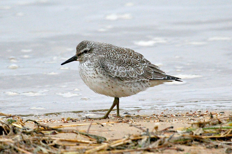 Red Knot by Tony Paintin