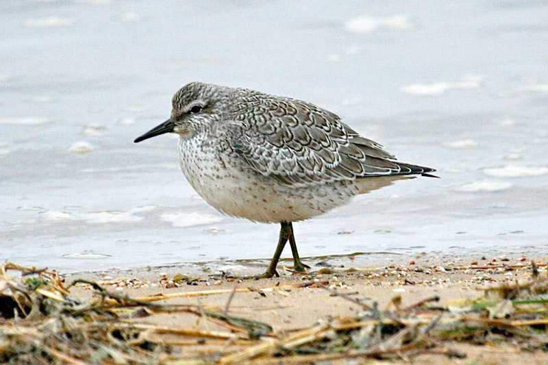 Red Knot by Tony Paintin