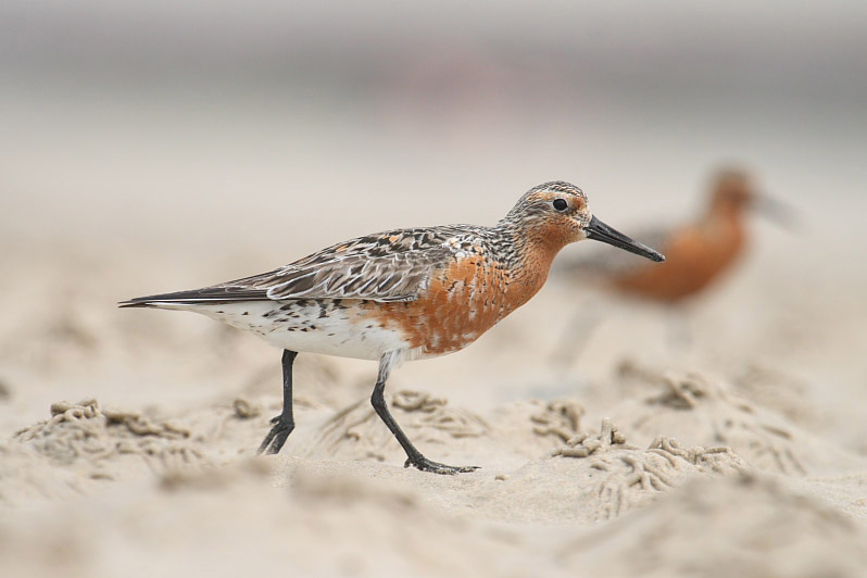 Knot by Brian Williams