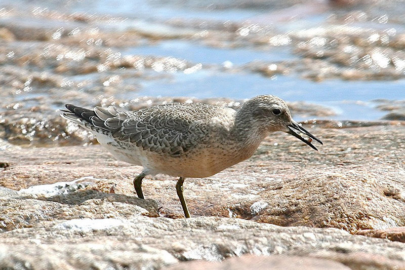 Red Knot by Tony Paintin