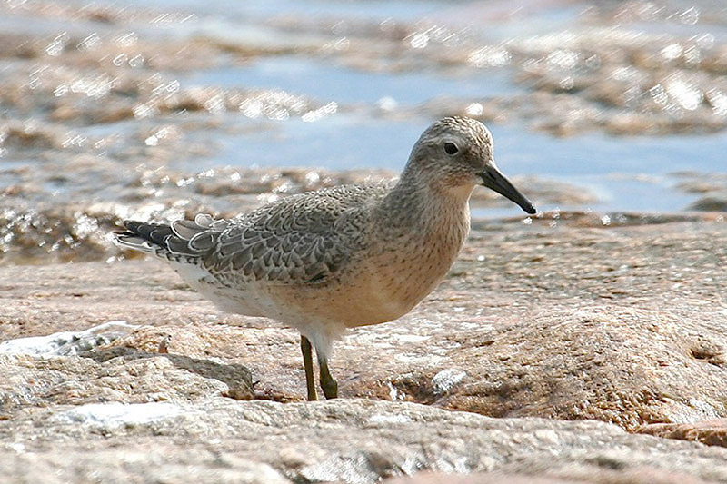 Red Knot by Tony Paintin
