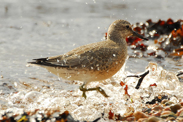 Red Knot by Romano da Costa