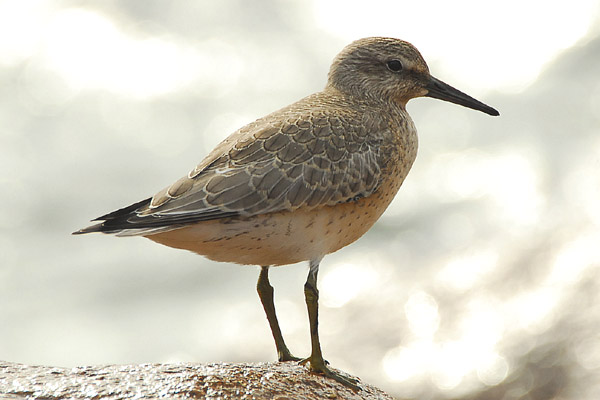 Red Knot by Romano da Costa