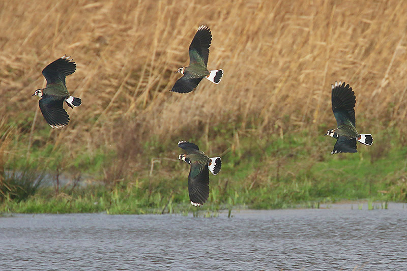 Lapwings by Mick Dryden