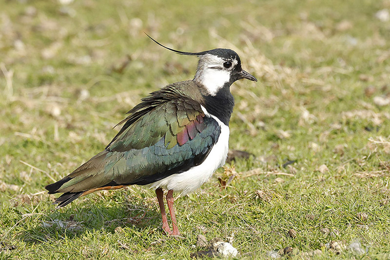 Lapwing by Mick Dryden