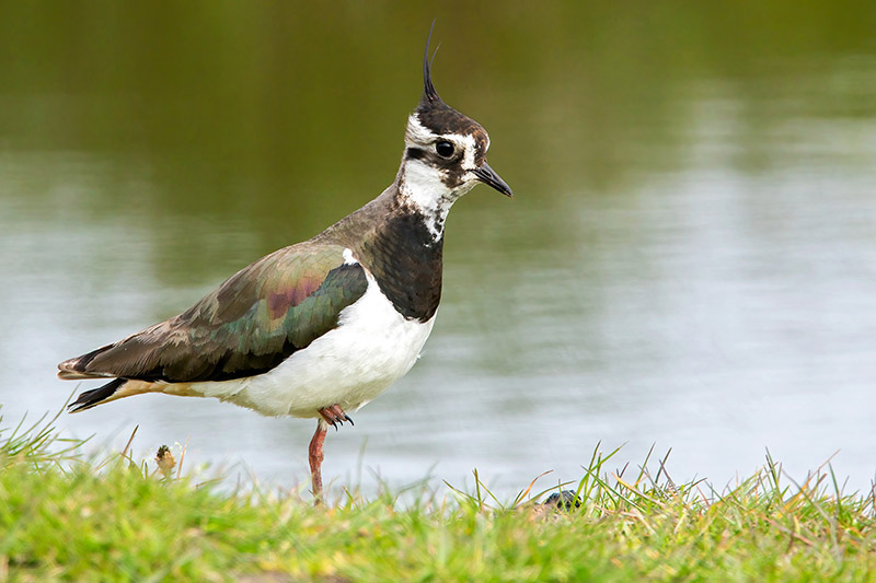 Lapwing by Romano da Costa