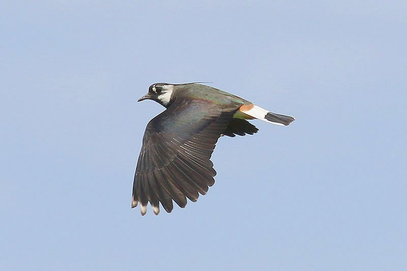 Lapwing by Mick Dryden