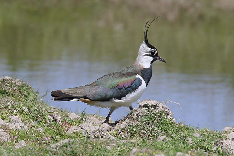 Lapwing by Mick Dryden