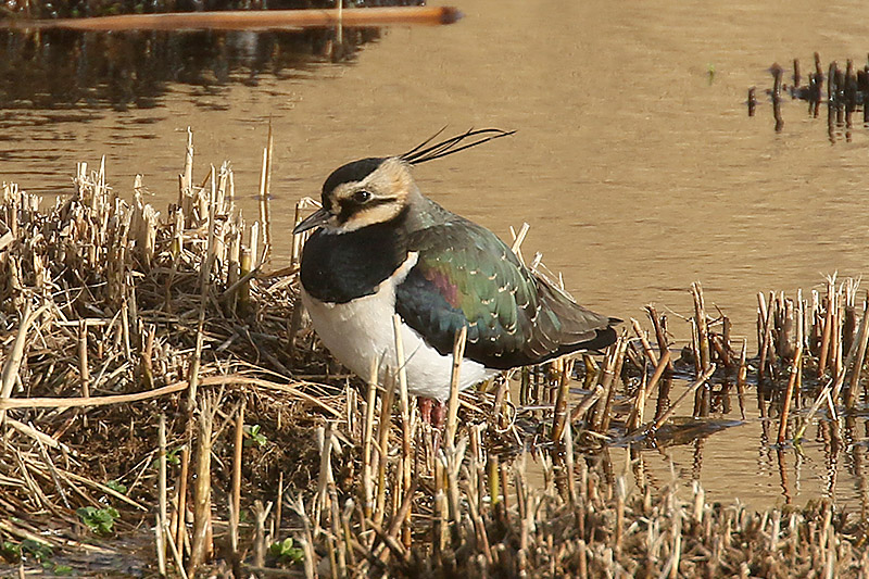 Lapwing by Mick Dryden