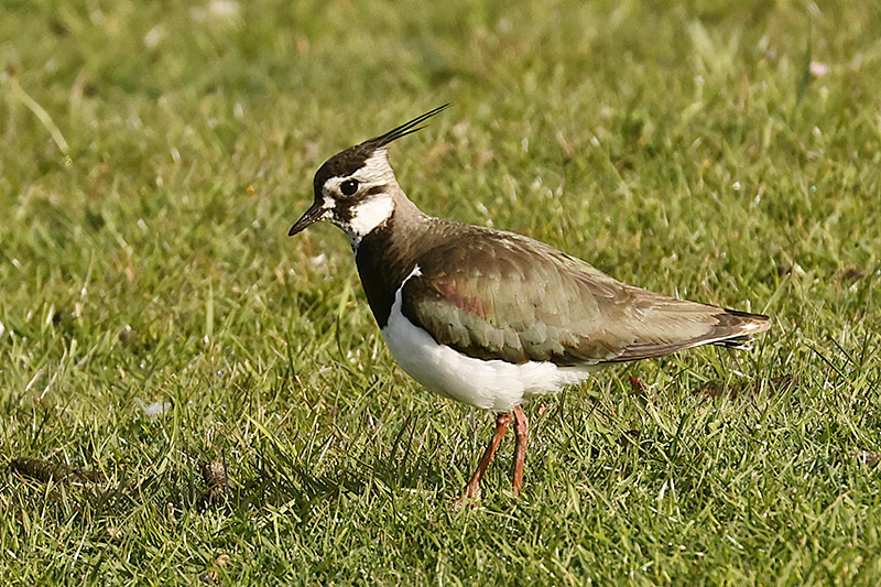 Lapwing by Mick Dryden