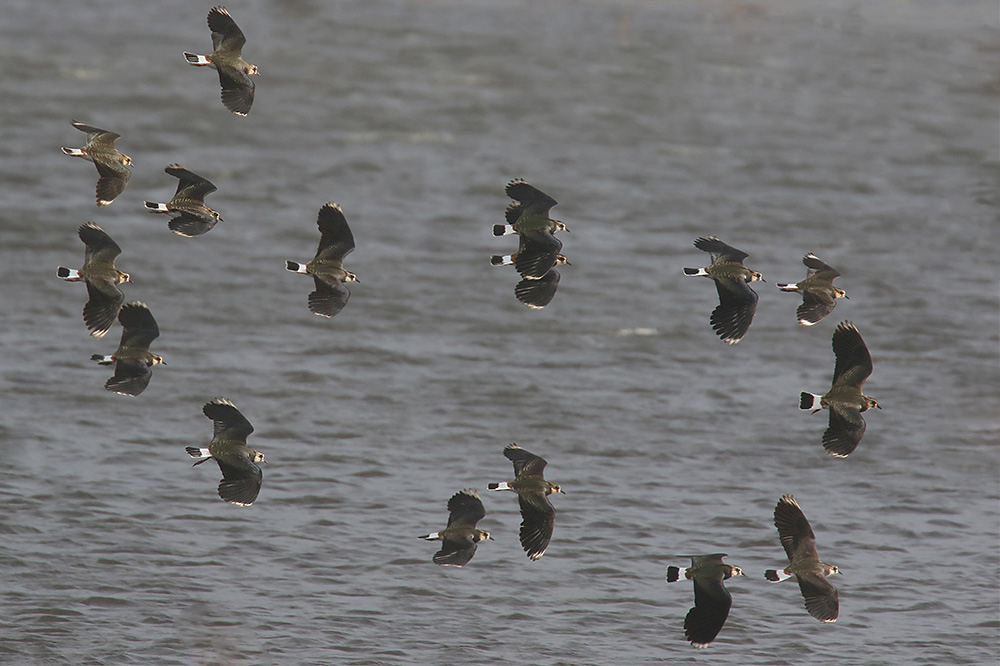 Lapwing by Mick Dryden