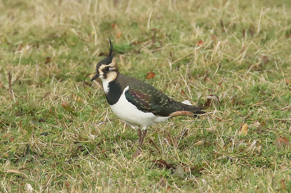 Lapwing by Mick Dryden