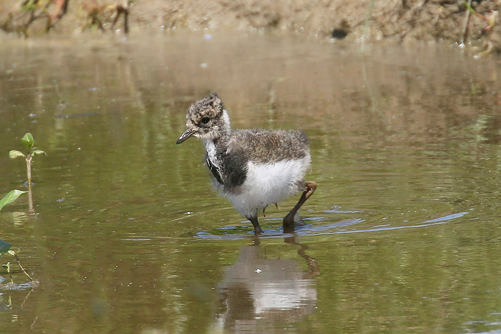 Northern Lapwing by Mick Dryden