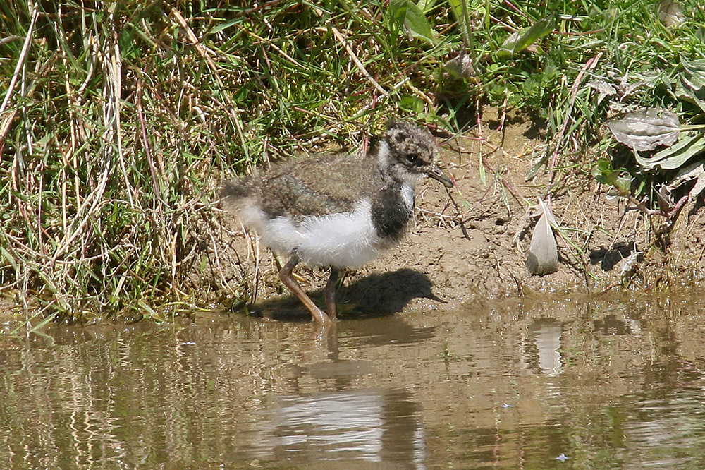 Northern Lapwing by Mick Dryden