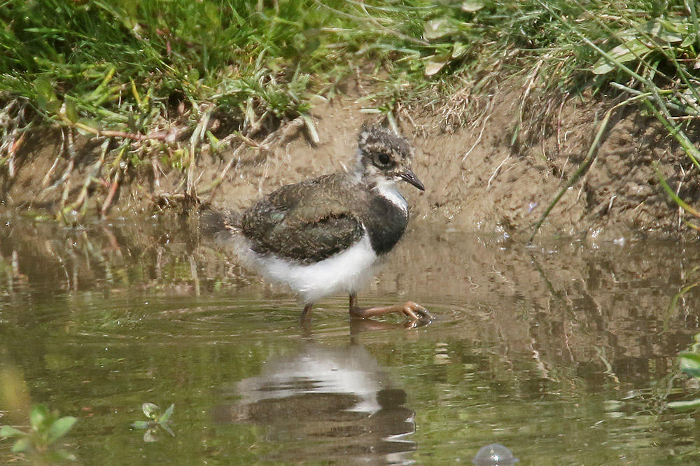 Northern Lapwing by Mick Dryden