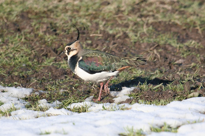 Lapwing by Tony Paintin