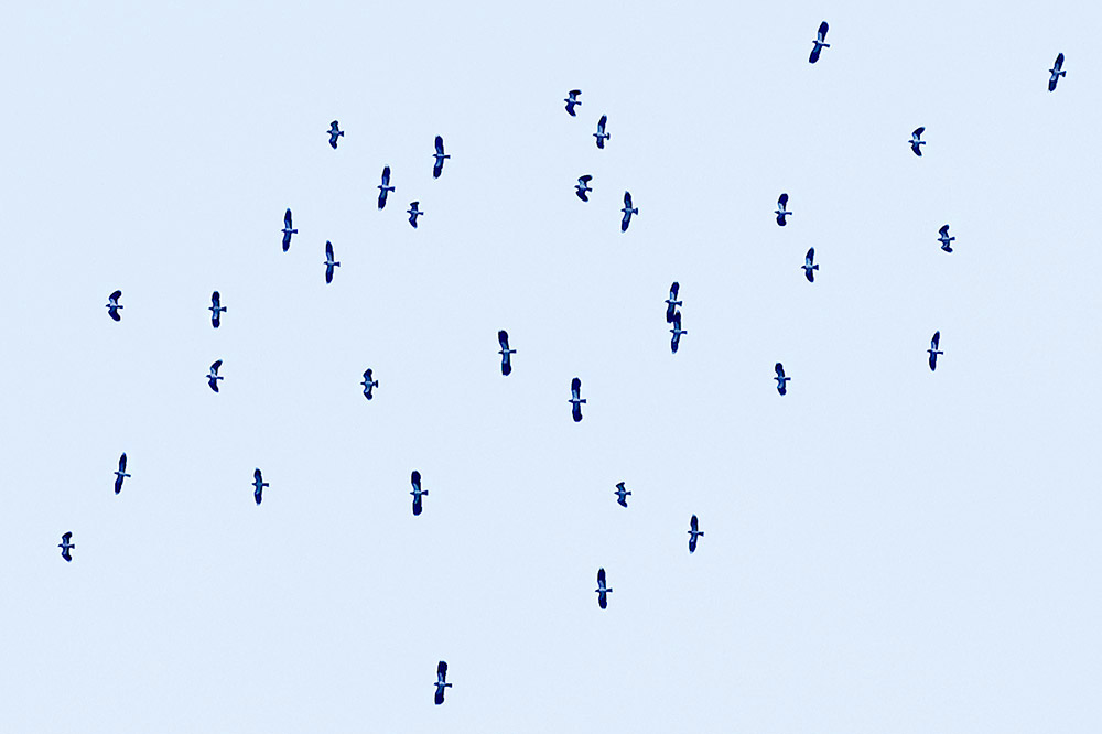 Lapwings by Mick Dryden