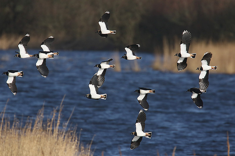 Lapwing by Mick Dryden