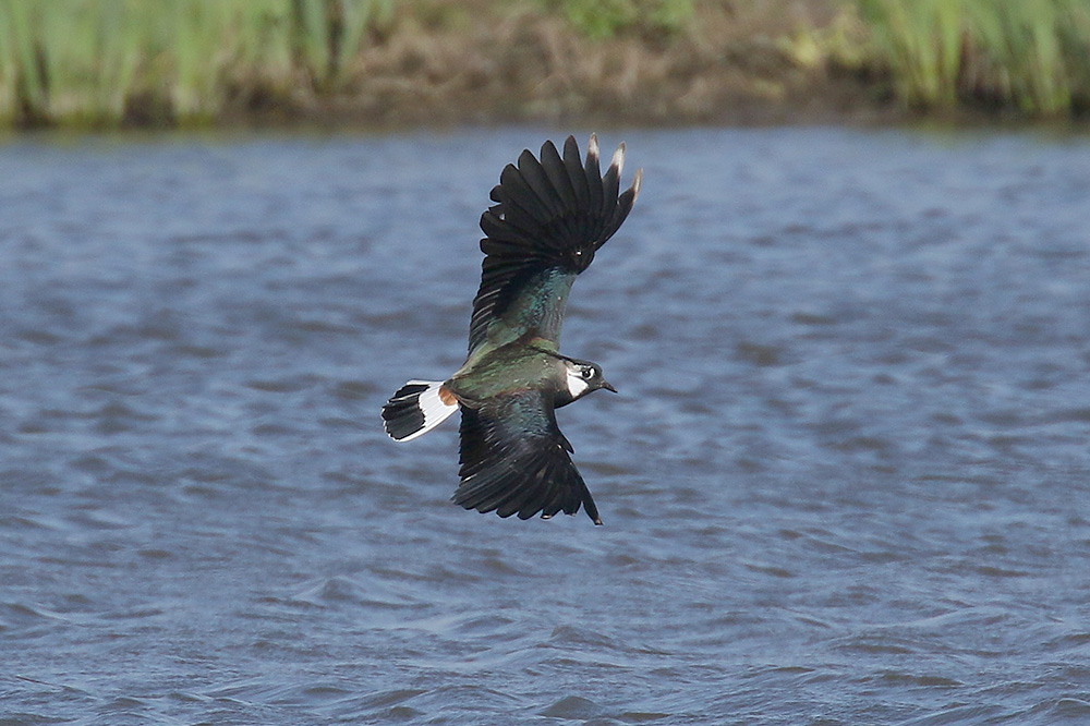 Lapwing by Mick Dryden