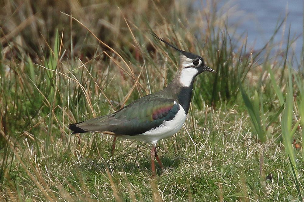 Lapwing by Mick Dryden