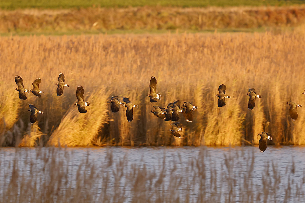 Lapwings by Mick Dryden