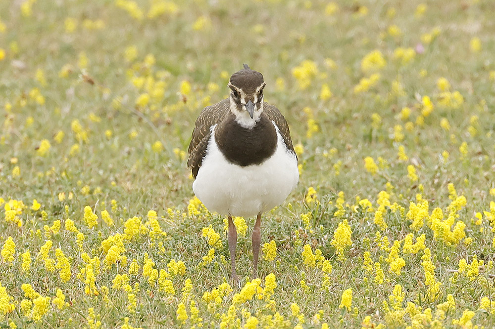 Lapwing by Mick Dryden