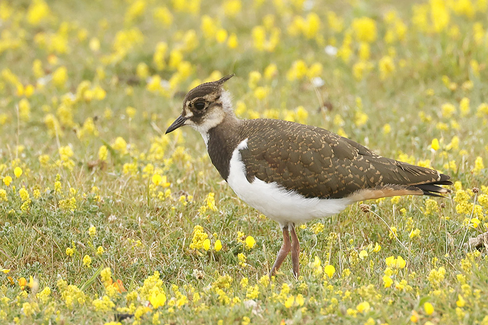 Lapwing by Mick Dryden