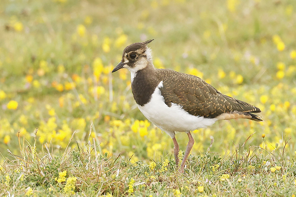 Lapwing by Mick Dryden