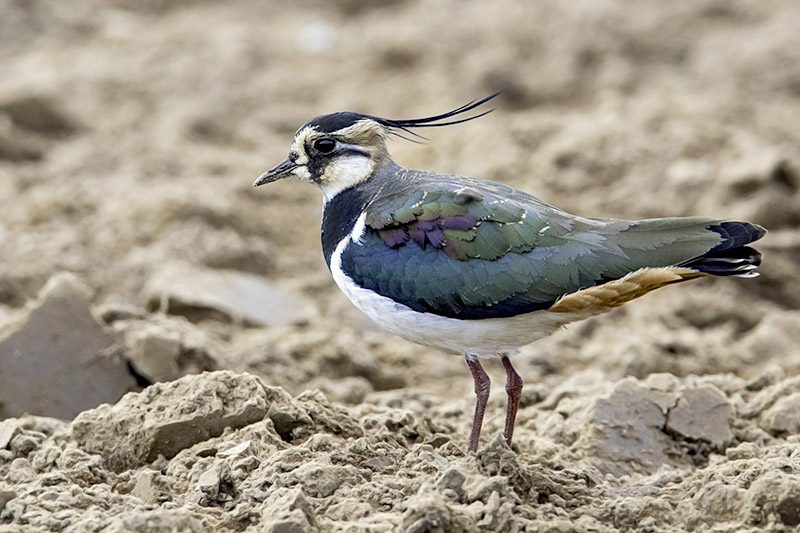Lapwing by Romano da Costa